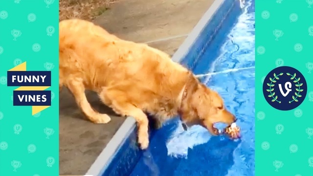 Try not to laugh – funny pets & animals. funny videos september 2018
