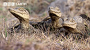 Baby Caimans Face Exhausting «Marathon» To Find Safety| BBC Earth