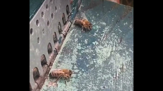 Пчелы-охранники