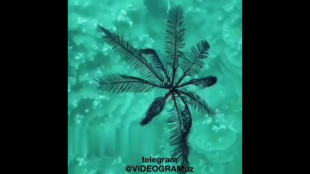 G’aroyib jonzotlar turkumidan(1)