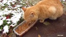 Two cats waiting for food and meow on the snow