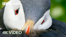 4 Hours of 4K Nature Scenes | 4K UHD | BBC Earth