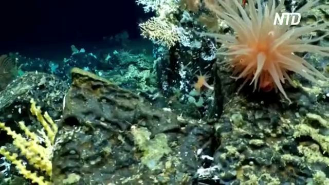 Коралловый риф, которому тысячи лет, нашли у Галапагосских островов
