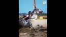 Animals Grow Up – Baby Cute Animals Change To Adults Animals – Tiktok On Top