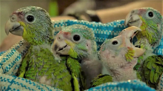 Baby Parrots Rescued From Smugglers | Jungle Animal Hospital | BBC Earth