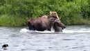 Медведь Уничтожил Лося / Битвы Животных Снятые На Камеру