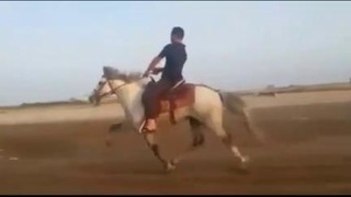 Самый бегущий лошадь