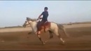 Самый бегущий лошадь