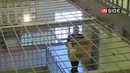 После этого лига чемпионов изменится навсегда