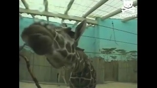 Жираф и камера