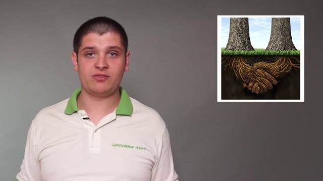Как посадить своё дерево