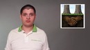 Как посадить своё дерево