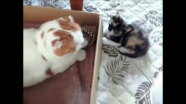 Маленький смешной котенок против толстого кота