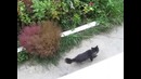 Возвращение кота