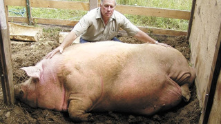 Самая Толстая Свинья в Мире Побила Мировой Рекорд