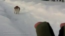 Опасный кот. Скоро и ваших дворах появится