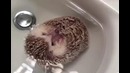 Купающиеся еж