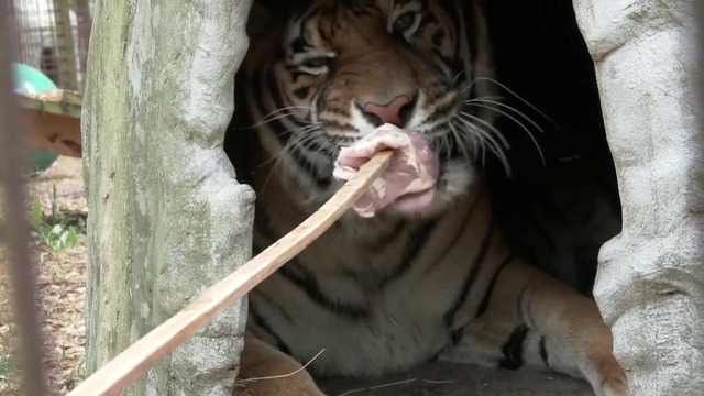 Трогательная история освобождённых из плена пумы и тигра