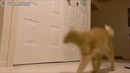 Кот играет с драконом