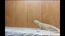 Кушать подано