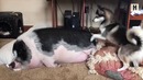 Плохие новости mass effect 5, fallout 76 пройдет мимо, ведьмак vs бэтман