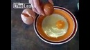 Двойное яйцо