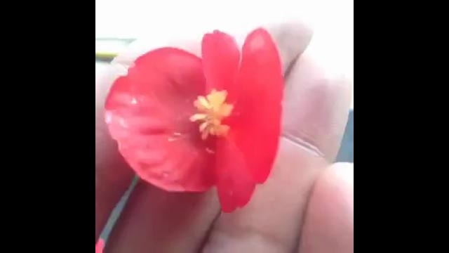 Flower To Umbrella Vine