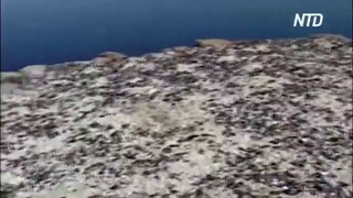 Для перелётных птиц Сардинии создали искусственный остров из раковин