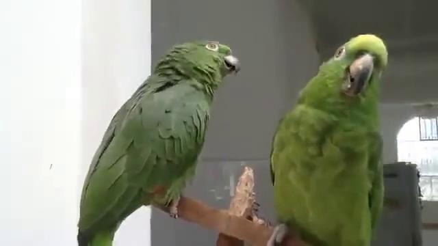 Смешной дуэт попугаев
