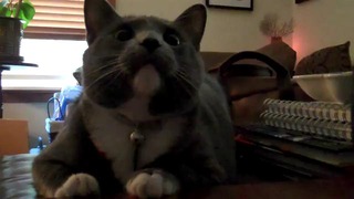 Кот напряженно смотрит фильм «Чужой»