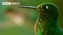 LIVE: The Secret Lives of Birds | BBC Earth