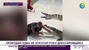Крокодил чуть не лишил руки дрессировщика во время трюка – МИР 24