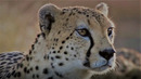 Best Of Summer | BBC Earth