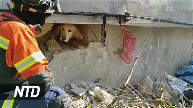 Животных спасают из-под завалов в Турции