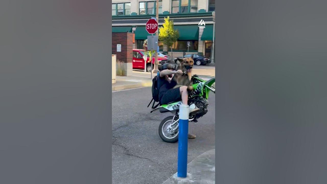 Dirtbike stunts, furry co-pilot