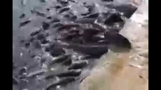 Рыба сходит с ума и выбрасывается на берег