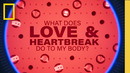 Is Love Really A Drug? | What Does Love & Heartbreak Do To My Body | National Geographic