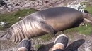 Лучшие видео с животными за минувший год