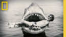 Jaws @ 50: The Definitive Inside Story | Official Trailer | National Geographic