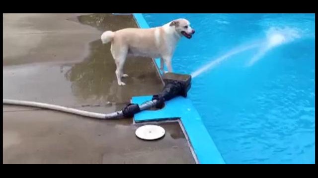 Собака играет с водометом