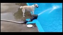 Собака играет с водометом