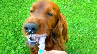 Silly Cute Animals | Funny Pet Videos