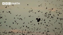 Huge Bat Swarm Hunted by Skilled Aerial Predators | Wild Mexico | BBC Earth