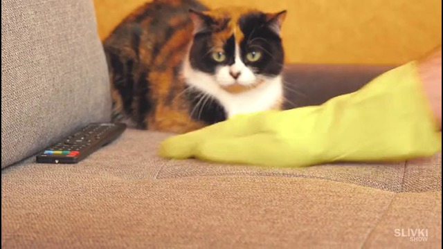 7 лайфхаков которые упростят жизнь кота