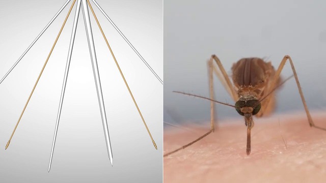 How Mosquitoes Use Six Needles to Suck Your Blood Deep Look