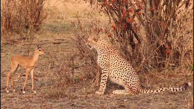 Teenage cheetah teases a baby impala