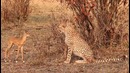 Teenage cheetah teases a baby impala