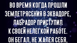 Лабрадор спас 7 человек и погиб как герой