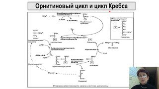 Ornitin sikli, siydikchil biosintezi