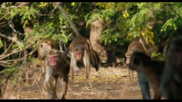 Disneynature’s Monkey Kingdom Official Trailer (2015) Documentary HD